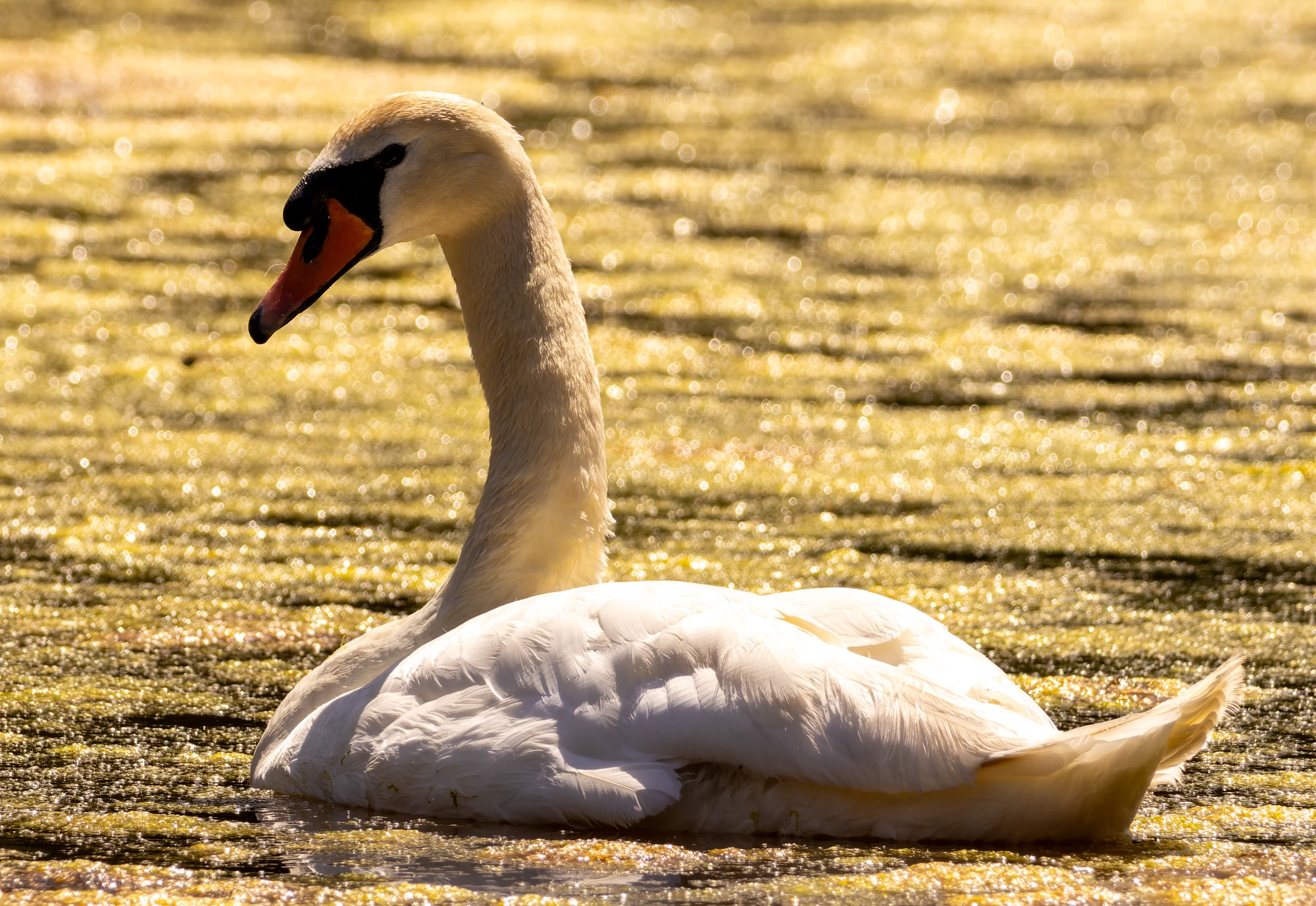 Sunset swan