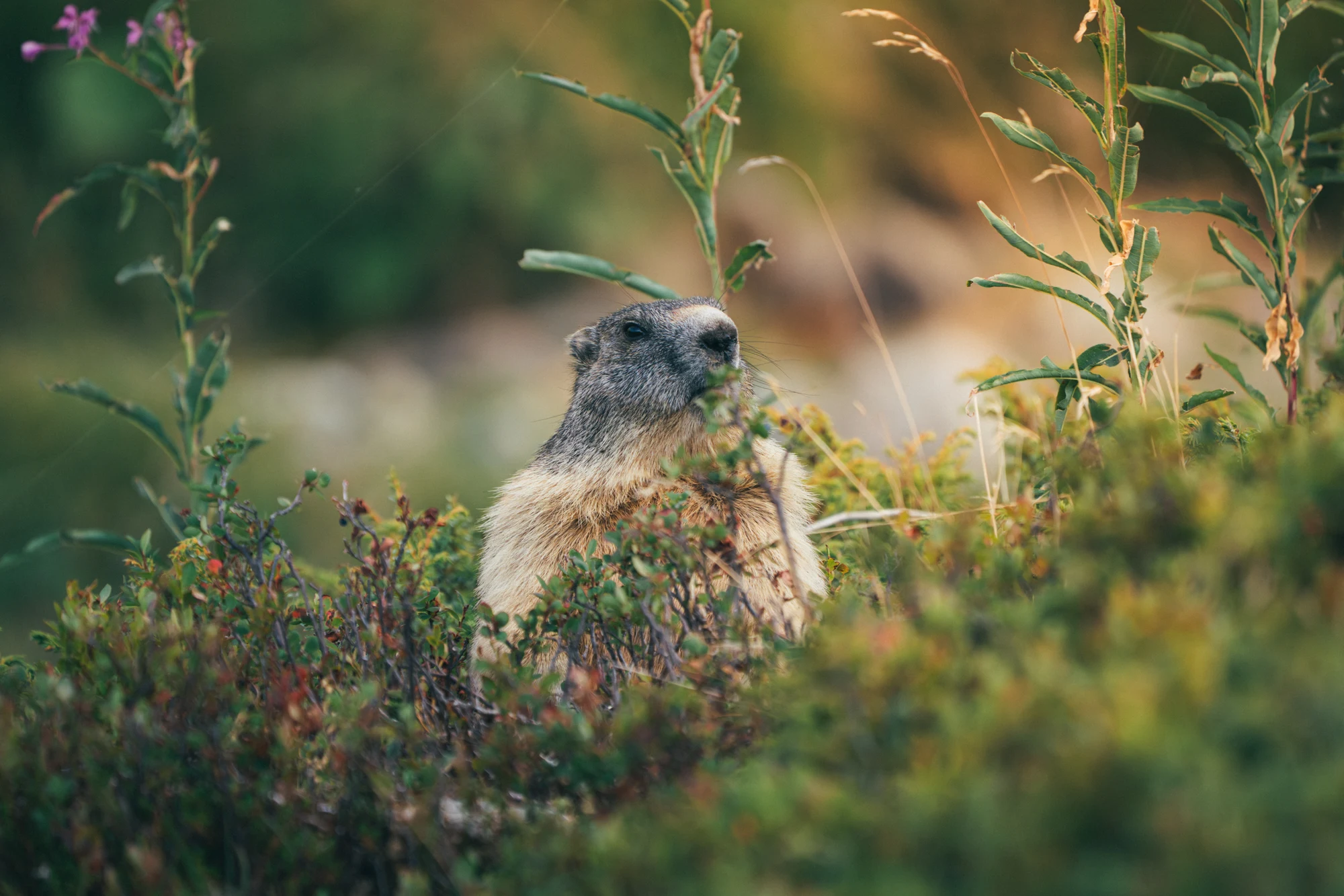 La Marmotte bien dodue
